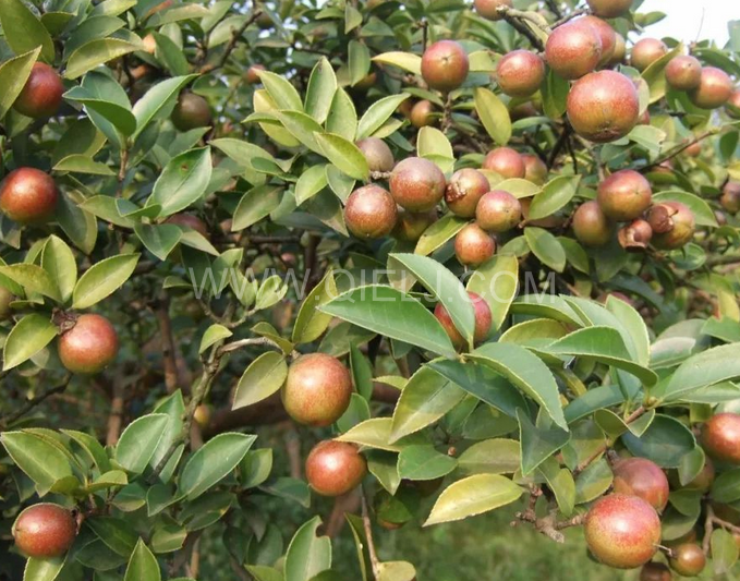 茶籽油壓榨設(shè)備認準企鵝機械，性能穩(wěn)定操作便利(圖1)